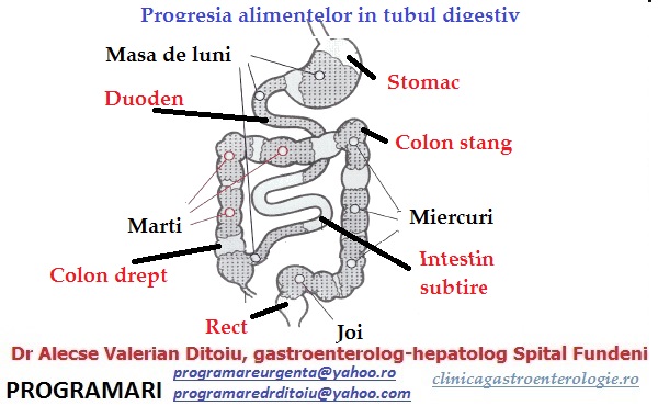 alimntele in tubul digestiv