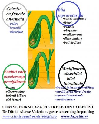 Formarea pietrelor ls fiere