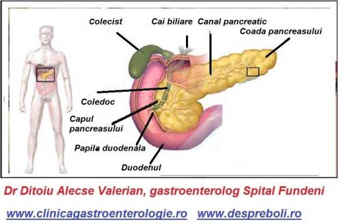 Pancreasul cai biliare (1)